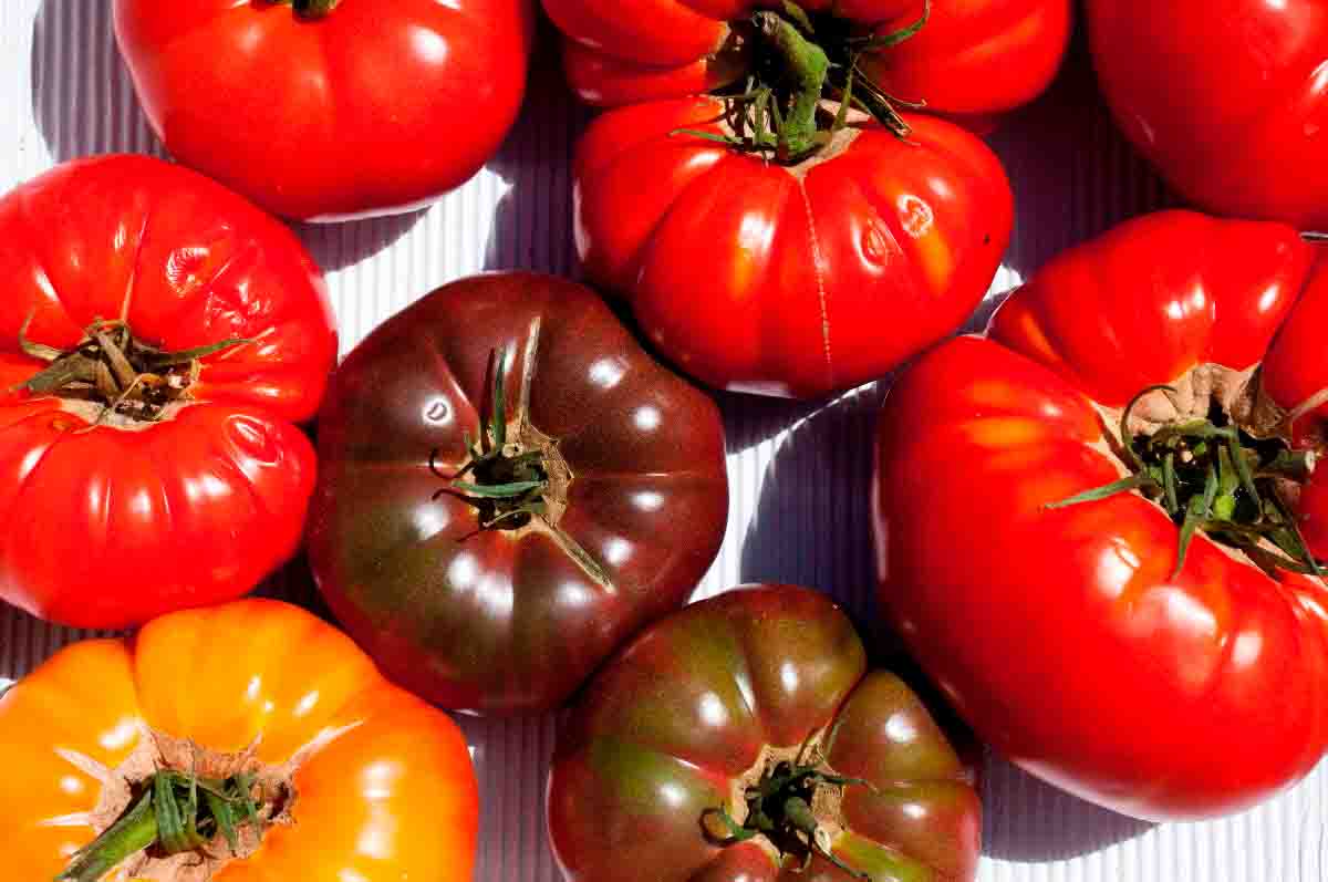 bio Tomaten in verschiedenen Farben