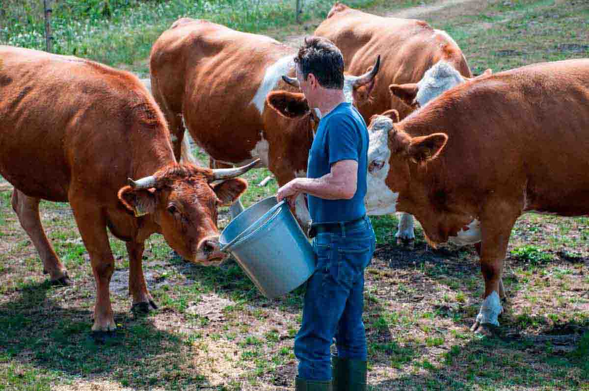 Mann mit Eimer vor Kühen
