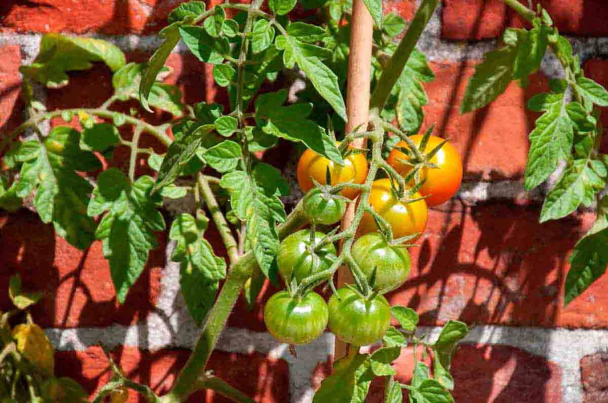 Frische Tomaten am Strauch