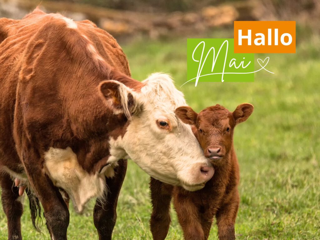 Kuh mit Kalb auf grüner Wiese – leckerbiss wünscht frohen 1. Mai