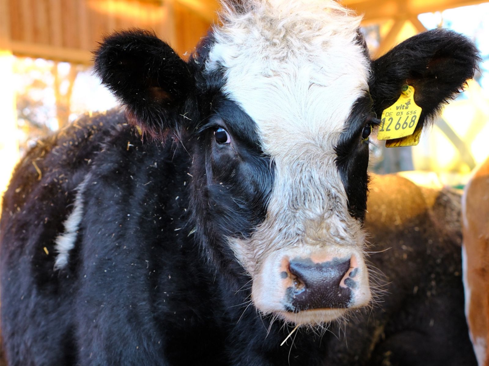 Nahaufnahme eines Rinds mit Ohrmarke im Stall – artgerechte Tierhaltung bei leckerbiss