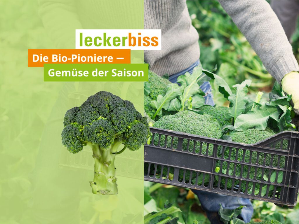 Brokkoli-Ernte in Bio-Qualität – Saisongemüse bei leckerbiss frisch vom Feld