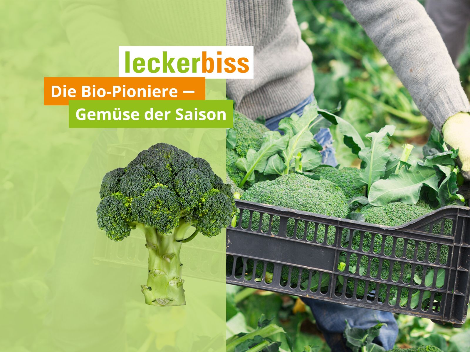 Brokkoli-Ernte in Bio-Qualität – Saisongemüse bei leckerbiss frisch vom Feld