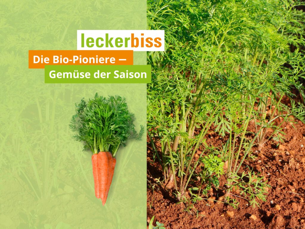 Karotten frisch im Beet – Saisongemüse von leckerbiss als gesunder Vitamin-Booster