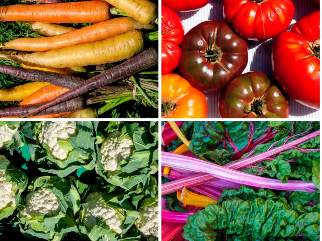 Frisches Bio-Gemüse – Collage mit Karotten, Paprika, Mangold und Salat