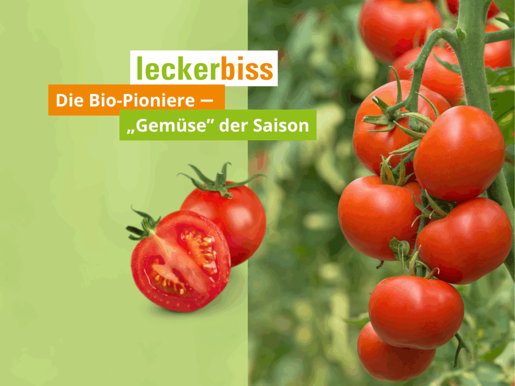 Frische Bio-Tomaten am Strauch – Gemüse der Saison von leckerbiss
