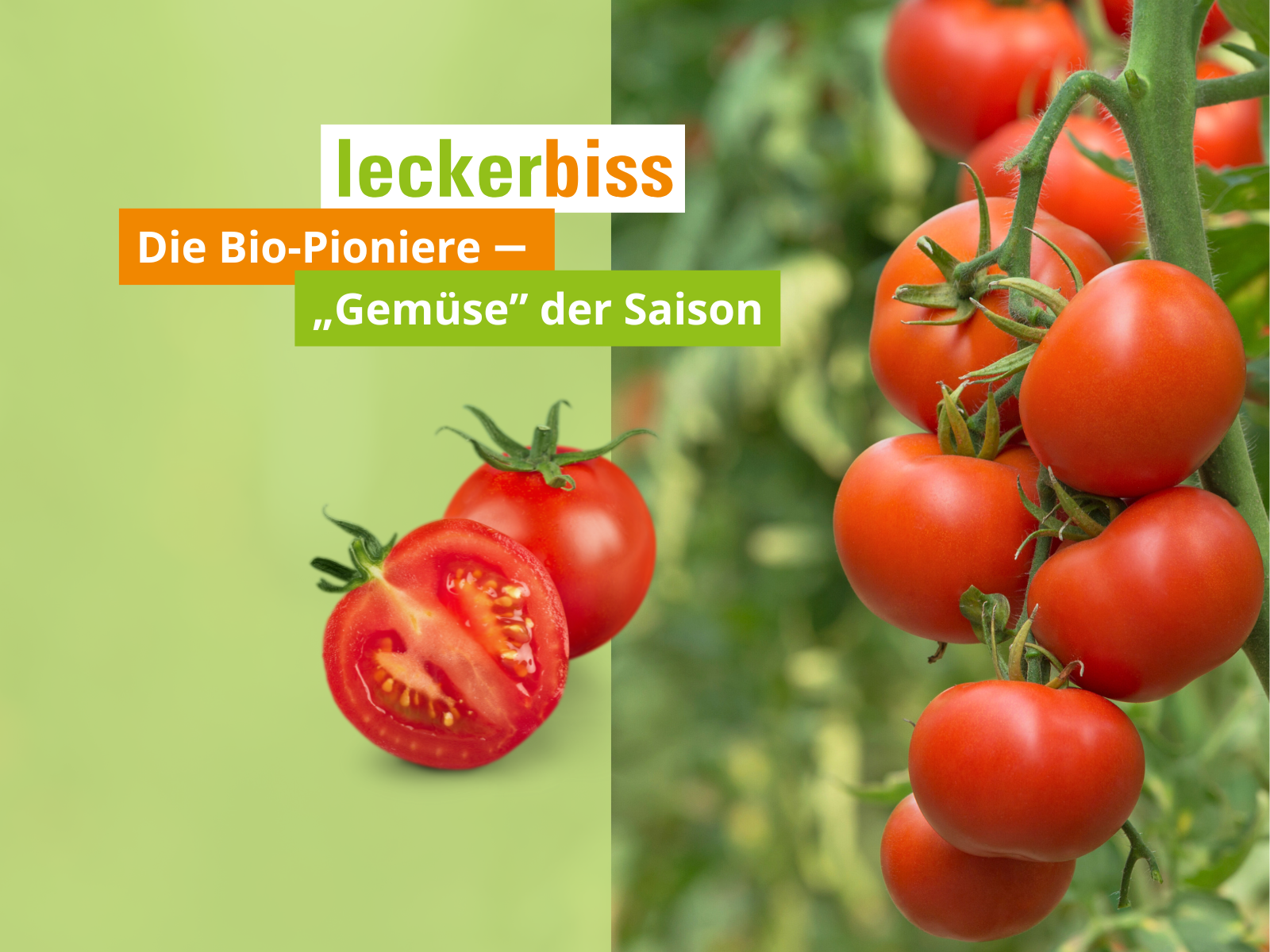 Frische Bio-Tomaten am Strauch – Gemüse der Saison von leckerbiss