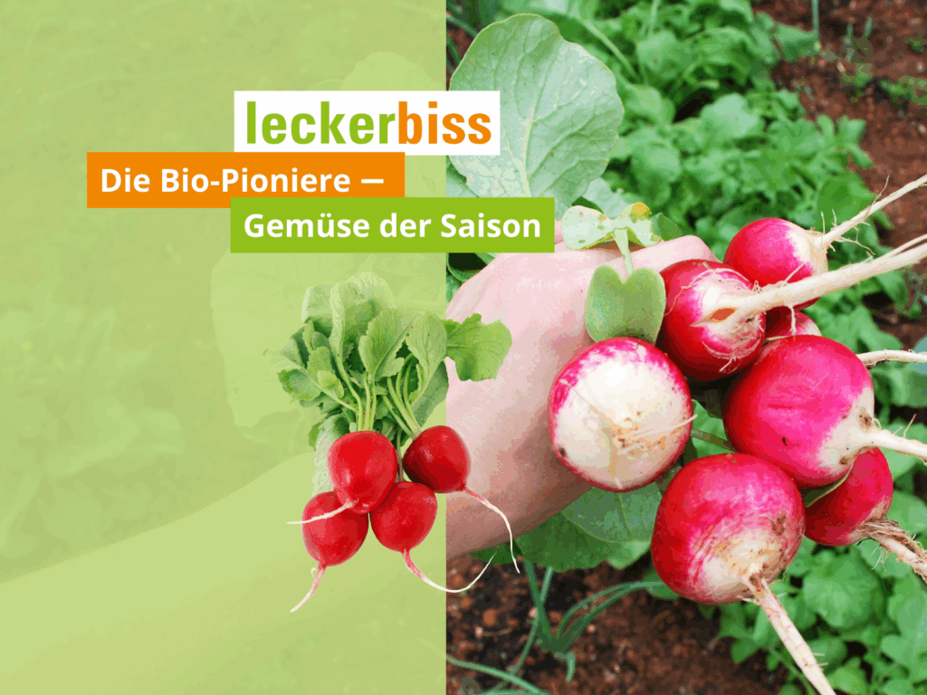 Gemüse der Saison - Radieschen
