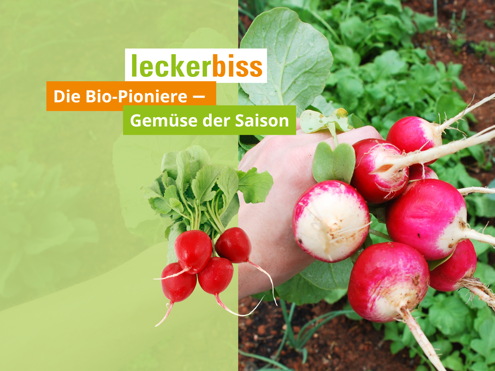 Gemüse der Saison - Radieschen