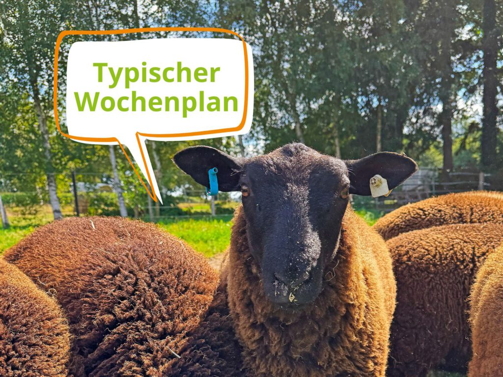 Typischer Wochenplan bei leckerbiss