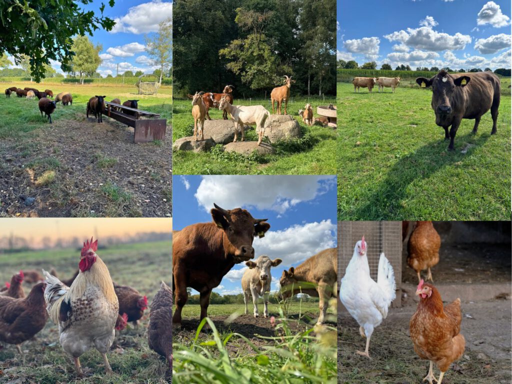 Tierwohl mit dem Bioland-Siegel